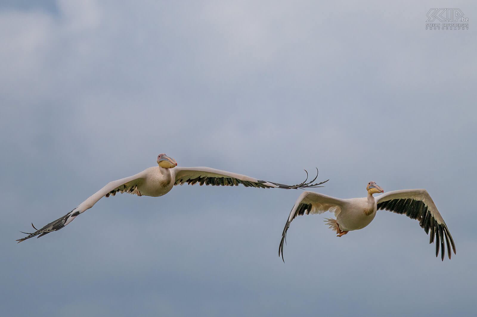 Soysambu - Vliegende roze pelikanen (White pelican / Pelecanus erythrorhynchos)  Stefan Cruysberghs